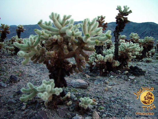 Cholla