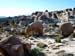 Joshua_Tree_April_2003_