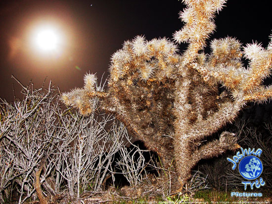 Cholla