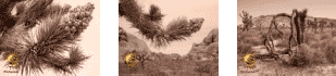 Sepia Tone Gallery