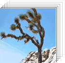 Joshua Tree - Yucca Brevifolia