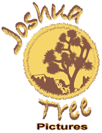Joshua Tree Pictures