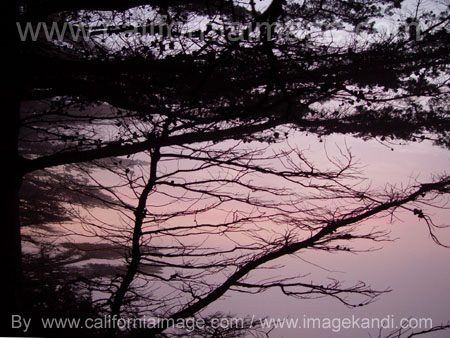 Big Sur Coast Pines by californiaimage.com