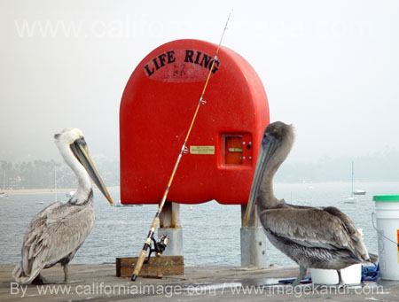 Two Curious Pelicans in Santa Barbara