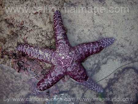 Sea Star