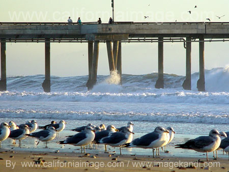 Venice Pier and Sea Birds