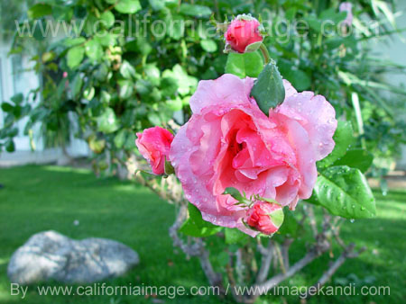 Oasis Rose