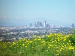 Downtown LA March Flowers by californiaimage.com